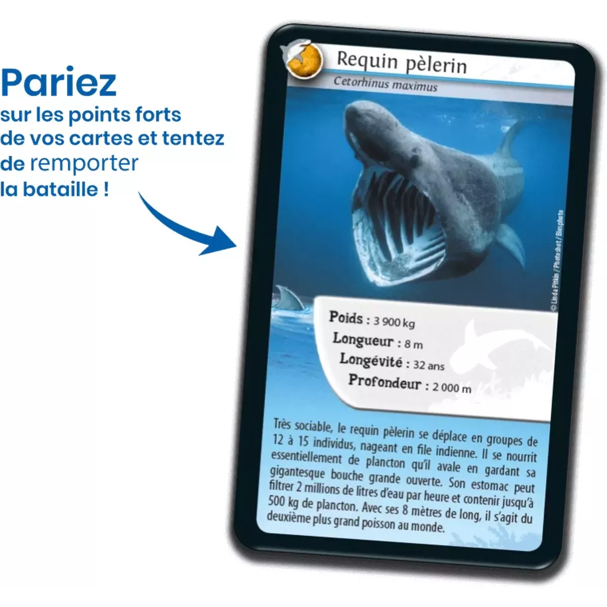 Défis Nature - Animaux : Requins