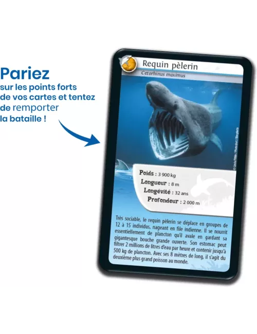 Défis Nature - Animaux : Requins
