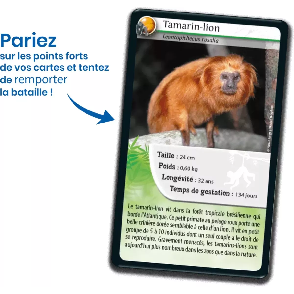 Défis Nature - Animaux : Singes et autres Primates