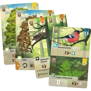 forêt mixte plateau