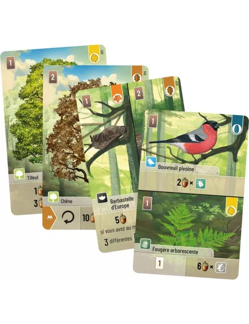 forêt mixte plateau